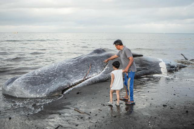 People look at the carcass of a sperm whale that washed ashore as conservation officials investigate the cause of death ahead of a planned on-site burial at Melaya Beach in Jembrana, Bali, on May 6, 2026. (Photo by Lana Priatna / AFP)