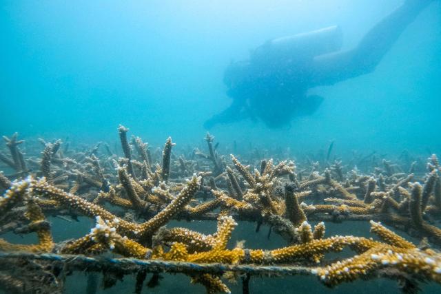 Former fishermen from the CIM Caribe foundation, dive next to a structure with Acropora cervicornis coral in a nursery at Inca Inca bay, in Santa Marta, Magdalena department, Colombia, on 19 April 2026. Former fishermen who once destroyed coral reefs during their work, now restore and protect this vital species for marine biodiversity. (Photo by Luis ACOSTA / AFP)