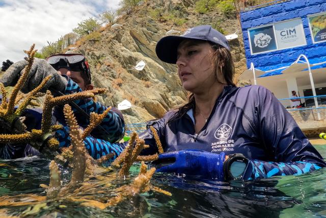 Daina Tarazona, director of the Garden of Coral programme of the CIM Caribe Foundation, prepares an Acropora cervicornis coral to be planted underwater at a nursery in Inca Inca Bay, Santa Marta, Magdalena Department, Colombia, on April 19, 2026. Former fishermen who once destroyed coral reefs during their work, now restore and protect this vital species for marine biodiversity. (Photo by Luis ACOSTA / AFP)
