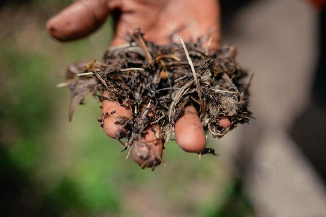 A worker holds what is known in Goma Swahili as “Mivunyu,” also commonly referred to in English as fly larvae or maggots, that form part of the process in order to make biogas in Goma on April 20, 2026. Most of the city's nearly one million people cannot afford to use electricity and mostly depend on charcoal, called makala, for cooking and heating.
Some people are switching to biogas, a renewable energy source that is cheaper and locally produced.
Biogas is produced by the decomposition of organic matter.
It has been made in Goma since 2016 by Umoja, a local company whose stated aim is to offer an alternative to firewood, which destroys forests. (Photo by Jospin Mwisha / AFP)