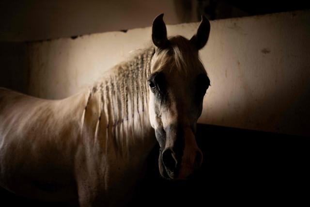 An Arabian horse is pictured inside a stable at Al-Afandi Academy that provides horse care services, training for horses and equestrian training in the southern Iraqi city of Basra on May 5, 2026. (Photo by Hussein FALEH / AFP)