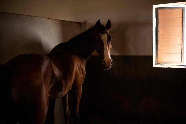 An Arabian horse is pictured inside a stable at Al-Afandi Academy that provides horse care services, training for horses and equestrian training in the southern Iraqi city of Basra on May 5, 2026. (Photo by Hussein FALEH / AFP)