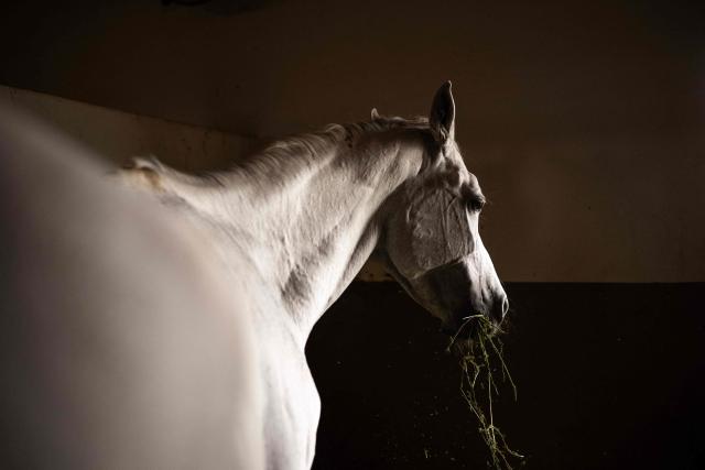 An Arabian horse is pictured inside a stable at Al-Afandi Academy that provides horse care services, training for horses and equestrian training in the southern Iraqi city of Basra on May 5, 2026. (Photo by Hussein FALEH / AFP)