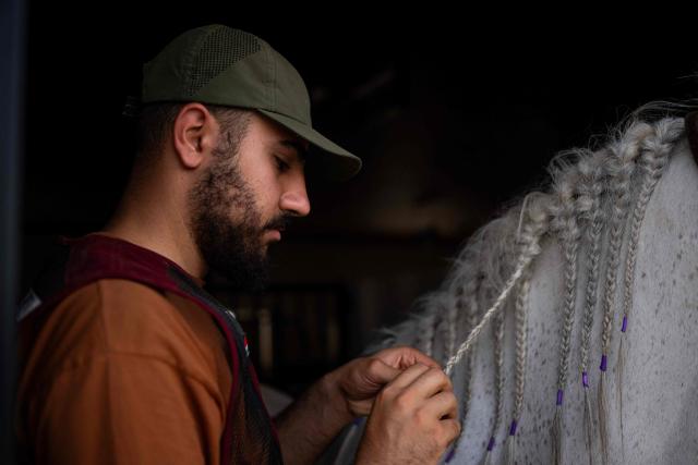 A caretaker braids an Arabian horse inside a stable at Al-Afandi Academy that provides horse care services, training for horses and equestrian training in the southern Iraqi city of Basra on May 5, 2026. (Photo by Hussein FALEH / AFP)
