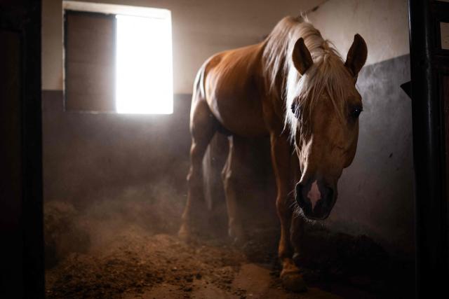 An Arabian horse is pictured inside a stable at Al-Afandi Academy that provides horse care services, training for horses and equestrian training in the southern Iraqi city of Basra on May 5, 2026. (Photo by Hussein FALEH / AFP)