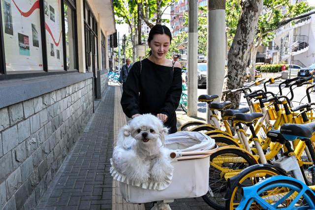 A woman walks along a street carrying a dog on a cart in Shanghai on May 6, 2026. (Photo by Hector RETAMAL / AFP)