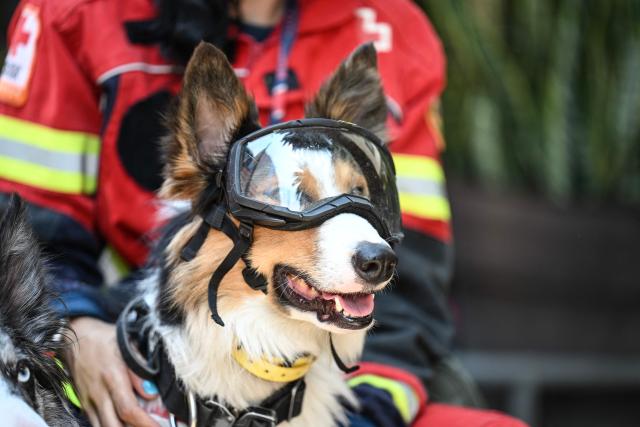 A rescue dog and its handler rest after locating simulated victims in a supposedly collapsed building by the Monumento a la Revolucion during an earthquake drill in Mexico City on May 6, 2026. (Photo by Yuri CORTEZ / AFP)