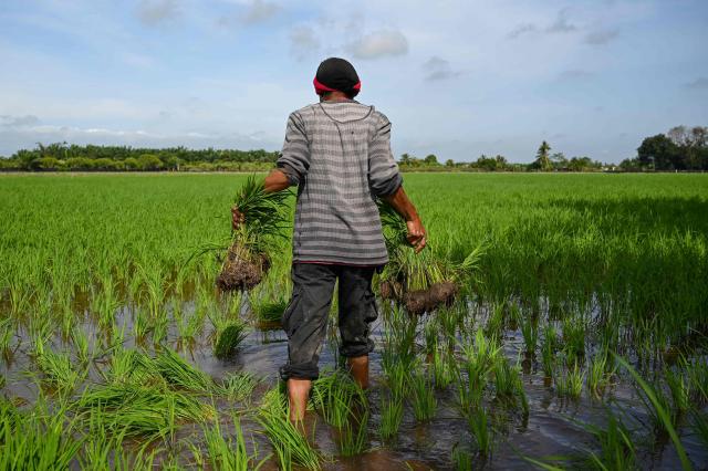 (FILES) A worker carries rice saplings to plant in a paddy field in Sekinchan, Malaysia's Selangor state, on September 30, 2021. Malaysia is resorting to cloud seeding to bring much-needed rain to the country's "rice bowl" north, where a drought has delayed planting of the staple crop and raised supply fears. (Photo by Mohd RASFAN / AFP)