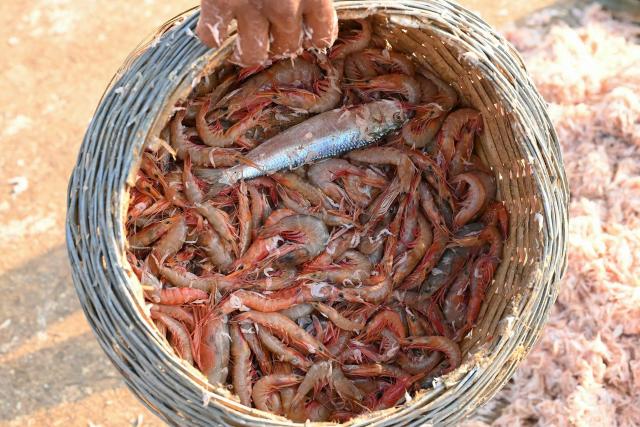 A worker carries a basket of prawns collected after drying on a shore along the Arabian sea in Mumbai on May 8, 2026. (Photo by Indranil Mukherjee / AFP)