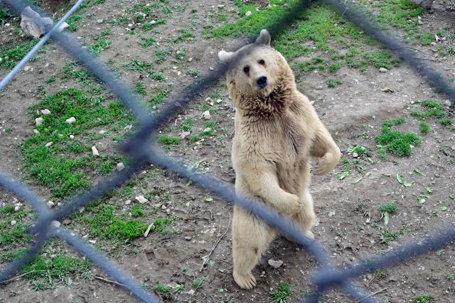 A bear, who was rescued from captivity, is seen in an enclosure at the Foundation for the Preservation of Wildlife and Cultural Assets (FPWC) - an Armenian-based charity that spearheads the rescue efforts and operates a rehaibilitation centre for the animals, in Armenia's highlands near the village of Urtsadzor, 68km from Yerevan, on April 21, 2026. (Photo by KAREN MINASYAN / AFP)