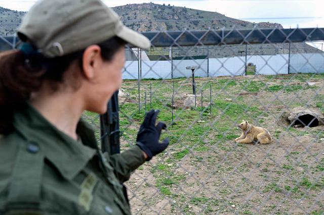 Narine Piloyan, coordinator and a bear keeper at the Foundation for the Preservation of Wildlife and Cultural Assets (FPWC) - an Armenian-based charity that spearheads the rescue efforts and operates a rehaibilitation centre for the animals, looks at bears, who were rescued from captivity, at the centre's grounds in Armenia's highlands near the village of Urtsadzor, 68km from Yerevan, on April 21, 2026. (Photo by KAREN MINASYAN / AFP)