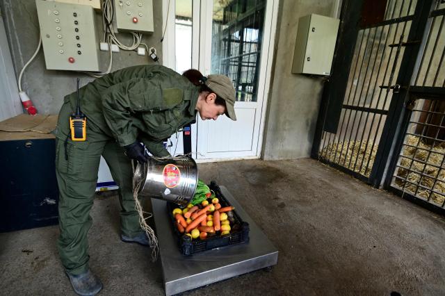 Narine Piloyan, coordinator and a bear keeper at the Foundation for the Preservation of Wildlife and Cultural Assets (FPWC) - an Armenian-based charity that spearheads the rescue efforts and operates a rehaibilitation centre for the animals, prepares food for bears, who were rescued from captivity, at the centre's grounds in Armenia's highlands near the village of Urtsadzor, 68km from Yerevan, on April 21, 2026. (Photo by KAREN MINASYAN / AFP)