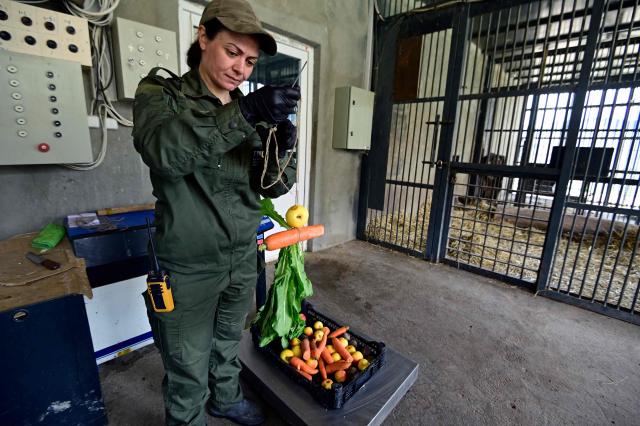 Narine Piloyan, coordinator and a bear keeper at the Foundation for the Preservation of Wildlife and Cultural Assets (FPWC) - an Armenian-based charity that spearheads the rescue efforts and operates a rehaibilitation centre for the animals, prepares food for bears, who were rescued from captivity, at the centre's grounds in Armenia's highlands near the village of Urtsadzor, 68km from Yerevan, on April 21, 2026. (Photo by KAREN MINASYAN / AFP)