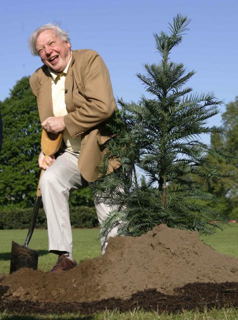 (FILES) David Attenborough plants a Wollemei Pine at Kew Gardens in London on May 10, 2005. David Attenborough, a leading voice on climate change and biodiversity loss whose landmark documentaries transformed popular understanding of the natural world for a global audience, marks his 100th birthday on May 8, 2026. (Photo by Carl DE SOUZA / AFP)