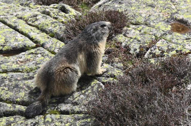This photograph shows a marmot, a herbivorous rodent of the squirrel family, in Artouste near Laruns, south-western France, on May 7, 2026. The Artouste little train is located in the Ossau Valley, in the Pyrenees-Atlantiques department of France. This historic tourist railway offers a mountain excursion at an altitude of over 2,000 meters. It travels 10 kilometers on its narrow-gauge track. It is the highest narrow-gauge railway in Europe. (Photo by Gaizka IROZ / AFP)