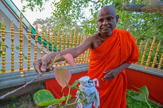 (FILES) This picture taken on May 19, 2023 shows senior Buddhist monk Pallegama Hemarathana, chief custodian of an ancient Bodhi tree believed to have grown from a sapling from the one in India that sheltered the Buddha, showing the tree's newly-sprouted leaves at the Sri Maha Bodhi temple in Anuradhapura. Sri Lankan authorities arrested a senior Buddhist monk on May 9, 2026 for the alleged sexual abuse of a minor girl, police said, marking the highest-profile case involving clergy in the country. (Photo by Ishara S. KODIKARA / AFP)
