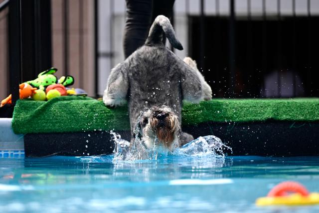 A dog jumps into a pool at the 'Dogs and Fun' fair at the Westfalenhallen congress centre in Dortmund, western Germany on May 10, 2026. The fair is taking place with breed presentations and show programme at the Dortmund Exhibition Centre from May 8 until May 10, 2026. (Photo by Ina FASSBENDER / AFP)