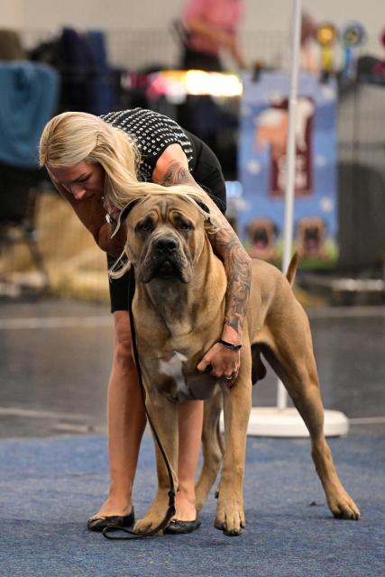 A woman prepares her Boerboel dog for a presentation at a breed show as part at the 'Dogs and Fun' fair at the Westfalenhallen congress centre in Dortmund, western Germany on May 10, 2026. The fair is taking place with breed presentations and show programme at the Dortmund Exhibition Centre from May 8 until May 10, 2026. (Photo by Ina FASSBENDER / AFP)