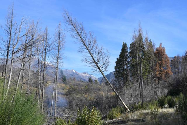 Victor Diaz, identified by health authorities as patient zero in the 2018-2019 hantavirus outbreak that killed 11 people, including his wife, cuts a tree with a chainsaw at his farm in the La Rinconada area, near Epuyen, Chubut province, Argentina, on May 9, 2026. (Photo by JUAN MABROMATA / AFP)