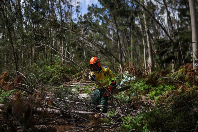 A civil protection worker cuts with a chainsaw trees that were broken during storm Kristin at Marinha Grande, central Portugal, on May 7, 2026. In a forest in central Portugal, the whirring of chainsaws sets the pace for the teams working to clear paths blocked by thousands of trees felled during the storms earlier this year, in a race against time as fire season approaches. Using heavy machinery, forestry workers and military personnel coordinate to push the felled trunks to the sides of the paths to reopen access to the Marinha Grande forest, which is essential for the rapid intervention of emergency services. (Photo by PATRICIA DE MELO MOREIRA / AFP) / TO GO WITH STORY BY LEVI FERNANDES
