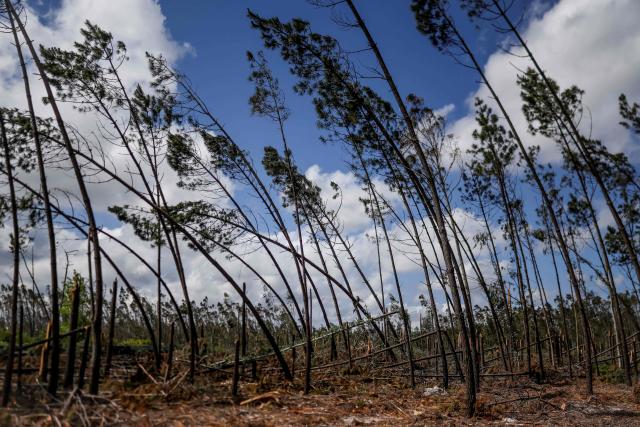 A eucalyptus and pine trees forest is pictured at Marinha Grande, central Portugal, on May 7, 2026. In a forest in central Portugal, the whirring of chainsaws sets the pace for the teams working to clear paths blocked by thousands of trees felled during the storms earlier this year, in a race against time as fire season approaches. Using heavy machinery, forestry workers and military personnel coordinate to push the felled trunks to the sides of the paths to reopen access to the Marinha Grande forest, which is essential for the rapid intervention of emergency services. (Photo by PATRICIA DE MELO MOREIRA / AFP) / TO GO WITH STORY BY LEVI FERNANDES