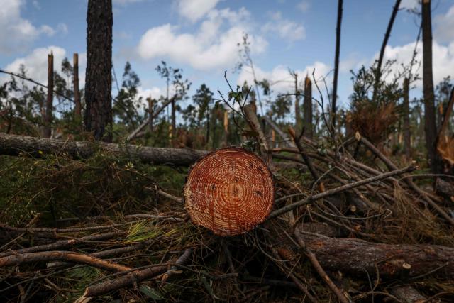 A cut tree trunk is pictured in front of a eucalyptus tree forest at Marinha Grande, central Portugal, on May 7, 2026. In a forest in central Portugal, the whirring of chainsaws sets the pace for the teams working to clear paths blocked by thousands of trees felled during the storms earlier this year, in a race against time as fire season approaches. Using heavy machinery, forestry workers and military personnel coordinate to push the felled trunks to the sides of the paths to reopen access to the Marinha Grande forest, which is essential for the rapid intervention of emergency services. (Photo by PATRICIA DE MELO MOREIRA / AFP) / TO GO WITH STORY BY LEVI FERNANDES