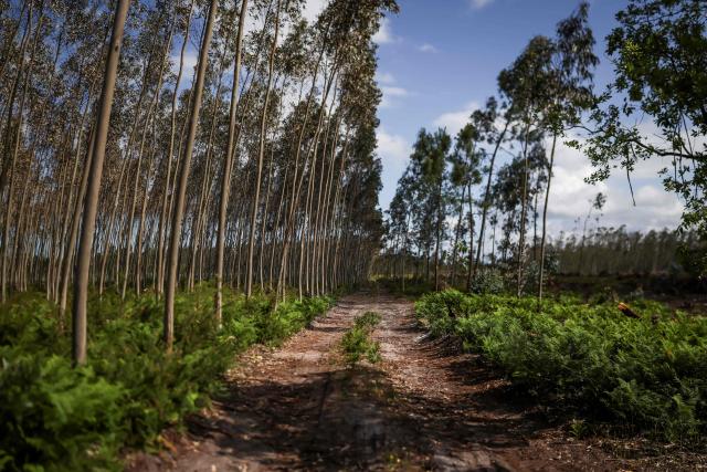 A eucalyptus and pine trees forest is pictured at Marinha Grande, central Portugal, on May 7, 2026. In a forest in central Portugal, the whirring of chainsaws sets the pace for the teams working to clear paths blocked by thousands of trees felled during the storms earlier this year, in a race against time as fire season approaches. Using heavy machinery, forestry workers and military personnel coordinate to push the felled trunks to the sides of the paths to reopen access to the Marinha Grande forest, which is essential for the rapid intervention of emergency services. (Photo by PATRICIA DE MELO MOREIRA / AFP) / TO GO WITH STORY BY LEVI FERNANDES