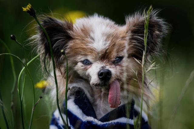 Lazare, a Continental Toy Spaniel Papillon said to be the world's oldest dog born in 1995, looks on, in Villy le Pelloux, eastern France, on May 12, 2026. When Lazares former owner passed away, the dog was taken in by the dog pound, which then contacted the French SPA (Société Protectrice des Animaux). His owner Ophelie Boudol, who will turn 30 in October, took Lazare in at the end of April and officially became its "permanent foster family" last week, with a birth certificate indicating December 4, 1995. 1995. (Photo by Jeff PACHOUD / AFP)