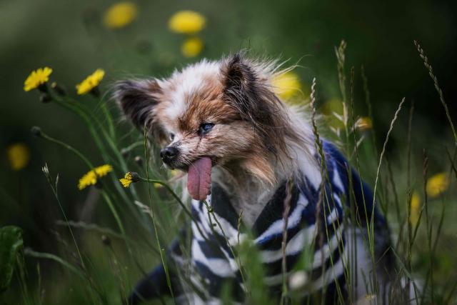 Lazare, a Continental Toy Spaniel Papillon said to be the world's oldest dog born in 1995, looks on, in Villy le Pelloux, eastern France, on May 12, 2026. When Lazares former owner passed away, the dog was taken in by the dog pound, which then contacted the French SPA (Société Protectrice des Animaux). His owner Ophelie Boudol, who will turn 30 in October, took Lazare in at the end of April and officially became its "permanent foster family" last week, with a birth certificate indicating December 4, 1995. 1995. (Photo by Jeff PACHOUD / AFP)