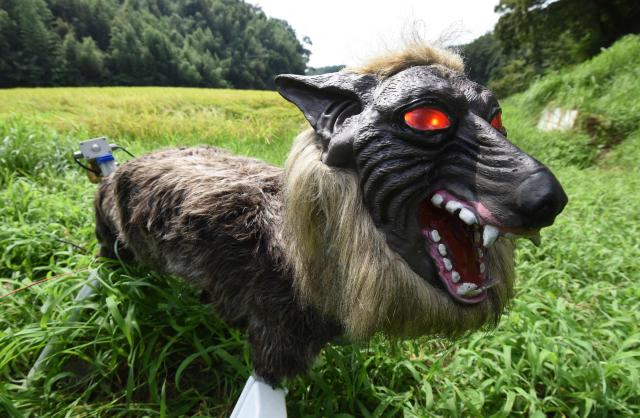 (FILES) A wolf-like robot "Super Monster Wolf" stands beside a rice field to drive away wild animals that cause damage to crops in Kisarazu, Chiba prefecture, on August 25, 2017. A Japanese company making ferocious-looking robot wolves is being swamped by orders after record numbers of fatal bear attacks on humans last year. Bears killed 13 people across Japan in 2025-2026, more than twice the previous high. (Photo by Toru YAMANAKA / AFP)