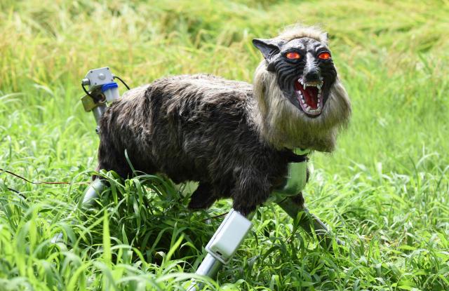 (FILES) A wolf-like robot "Super Monster Wolf" stands beside a rice field to drive away wild animals that cause damage to crops in Kisarazu, Chiba prefecture, on August 25, 2017. A Japanese company making ferocious-looking robot wolves is being swamped by orders after record numbers of fatal bear attacks on humans last year. Bears killed 13 people across Japan in 2025-2026, more than twice the previous high. (Photo by Toru YAMANAKA / AFP)