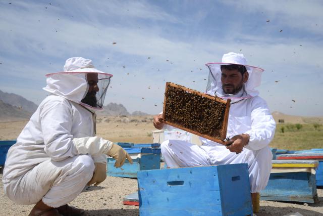 Afghan beekeepers examine honey bees at a field in Shah Wali Kot district in Kandahar province on May 13, 2026. (Photo by Sanaullah SEIAM / AFP)