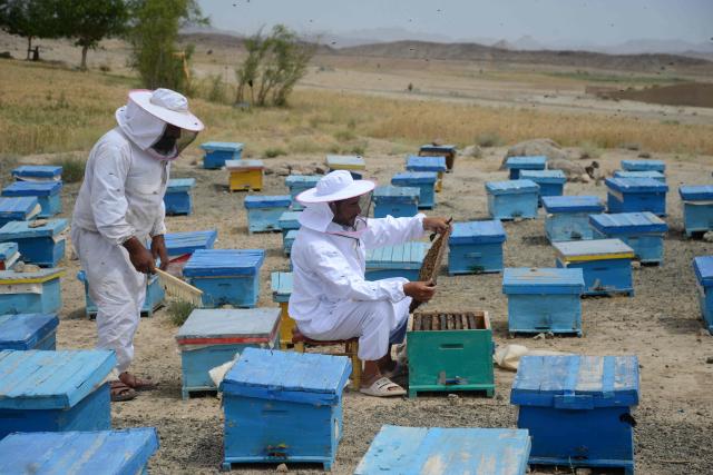 Afghan beekeepers examine honey bees at a field in Shah Wali Kot district in Kandahar province on May 13, 2026. (Photo by Sanaullah SEIAM / AFP)