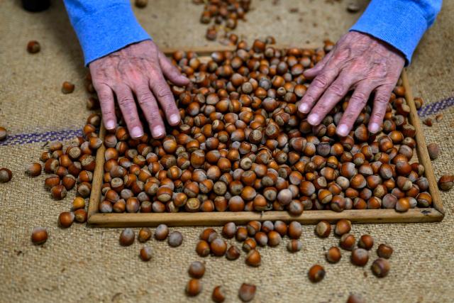 A man sorts harvested hazelnuts in the province of Ordu, in northeast Turkey on May 7, 2026. With Turkey hosting COP31 in November 2026, its own environmental record is being scrutinised, with activists warning about the growing number of water-intensive mining projects as resources dry up. (Photo by Yasin AKGUL / AFP) / TO GO WITH AFP STORY by BURC?N GERCEK