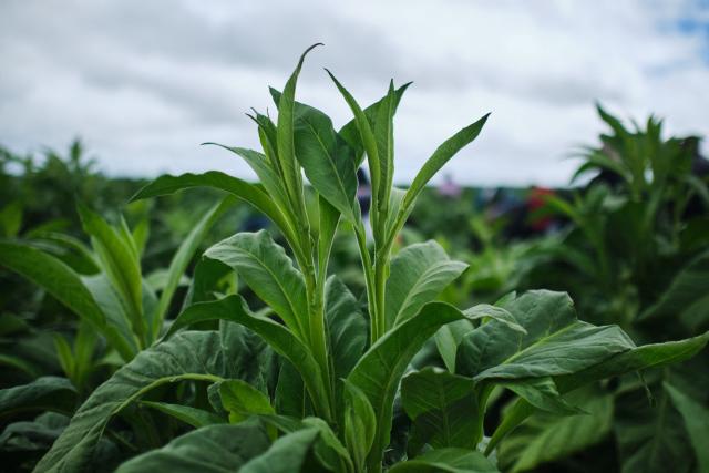 A tobacco plant with suckers seen during a tobacco field-day training at a farm outside Bulawayo on March 12, 2026. Zimbabwe's tobacco crop -- Africa's largest -- has rebounded to record levels, driven by smallholders contracted to mainly Chinese firms and despite concerns about debt, dependence and deforestation.
From 306 million kilogrammes in 2024, production soared to 355 million kg in 2025, according to the Tobacco Industry and Marketing Board. 
A harvest over 360 million kg is expected this year after a 15 percent increase in the planted area. (Photo by Zinyange Auntony / AFP)