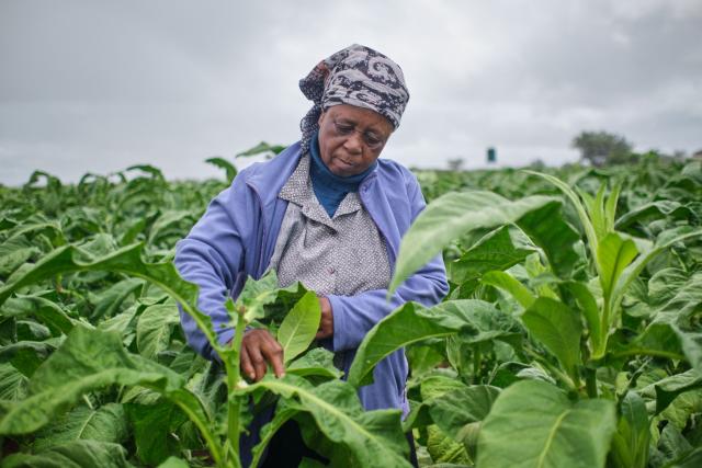Mrs Sola works in the field during a tobacco field-day training at a farm outside Bulawayo on March 12, 2026. Zimbabwe's tobacco crop -- Africa's largest -- has rebounded to record levels, driven by smallholders contracted to mainly Chinese firms and despite concerns about debt, dependence and deforestation.
From 306 million kilogrammes in 2024, production soared to 355 million kg in 2025, according to the Tobacco Industry and Marketing Board. 
A harvest over 360 million kg is expected this year after a 15 percent increase in the planted area. (Photo by Zinyange Auntony / AFP)