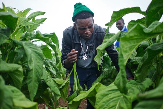 Lovemore Sakala works in the field during a tobacco field-day training at a farm outside Bulawayo on March 12, 2026. Zimbabwe's tobacco crop -- Africa's largest -- has rebounded to record levels, driven by smallholders contracted to mainly Chinese firms and despite concerns about debt, dependence and deforestation.
From 306 million kilogrammes in 2024, production soared to 355 million kg in 2025, according to the Tobacco Industry and Marketing Board. 
A harvest over 360 million kg is expected this year after a 15 percent increase in the planted area. (Photo by Zinyange Auntony / AFP)