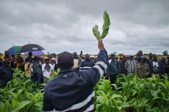 A consultant demonstrates harvesting to farmers during a tobacco field-day training at a farm outside Bulawayo on March 12, 2026. Zimbabwe's tobacco crop -- Africa's largest -- has rebounded to record levels, driven by smallholders contracted to mainly Chinese firms and despite concerns about debt, dependence and deforestation.
From 306 million kilogrammes in 2024, production soared to 355 million kg in 2025, according to the Tobacco Industry and Marketing Board. 
A harvest over 360 million kg is expected this year after a 15 percent increase in the planted area. (Photo by Zinyange Auntony / AFP)