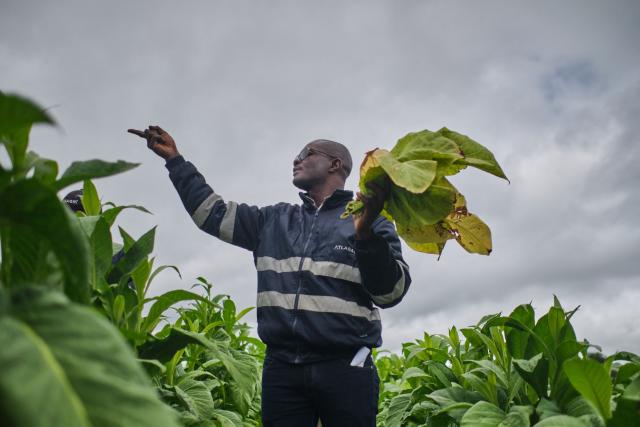 A consultant demonstrates harvesting to farmers during a tobacco field-day training at a farm outside Bulawayo on March 12, 2026. Zimbabwe's tobacco crop -- Africa's largest -- has rebounded to record levels, driven by smallholders contracted to mainly Chinese firms and despite concerns about debt, dependence and deforestation.
From 306 million kilogrammes in 2024, production soared to 355 million kg in 2025, according to the Tobacco Industry and Marketing Board. 
A harvest over 360 million kg is expected this year after a 15 percent increase in the planted area. (Photo by Zinyange Auntony / AFP)