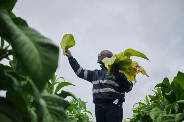 A consultant demonstrates harvesting to farmers during a tobacco field-day training at a farm outside Bulawayo on March 12, 2026. Zimbabwe's tobacco crop -- Africa's largest -- has rebounded to record levels, driven by smallholders contracted to mainly Chinese firms and despite concerns about debt, dependence and deforestation.
From 306 million kilogrammes in 2024, production soared to 355 million kg in 2025, according to the Tobacco Industry and Marketing Board. 
A harvest over 360 million kg is expected this year after a 15 percent increase in the planted area. (Photo by Zinyange Auntony / AFP)