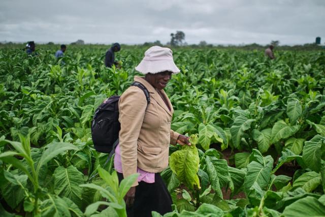 A farmer practices harvesting during a tobacco field-day training at a farm outside Bulawayo on March 12, 2026. Zimbabwe's tobacco crop -- Africa's largest -- has rebounded to record levels, driven by smallholders contracted to mainly Chinese firms and despite concerns about debt, dependence and deforestation.
From 306 million kilogrammes in 2024, production soared to 355 million kg in 2025, according to the Tobacco Industry and Marketing Board. 
A harvest over 360 million kg is expected this year after a 15 percent increase in the planted area. (Photo by Zinyange Auntony / AFP)