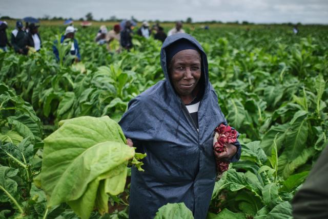 Judith Choto, a farmer, practices harvesting during a tobacco field-day training at a farm outside Bulawayo on March 12, 2026. Zimbabwe's tobacco crop -- Africa's largest -- has rebounded to record levels, driven by smallholders contracted to mainly Chinese firms and despite concerns about debt, dependence and deforestation.
From 306 million kilogrammes in 2024, production soared to 355 million kg in 2025, according to the Tobacco Industry and Marketing Board. 
A harvest over 360 million kg is expected this year after a 15 percent increase in the planted area. (Photo by Zinyange Auntony / AFP)