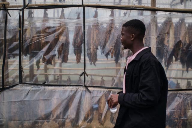 An attendee walk past a climate smart curing shade during a tobacco field-day training at a farm outside Bulawayo on March 12, 2026. Zimbabwe's tobacco crop -- Africa's largest -- has rebounded to record levels, driven by smallholders contracted to mainly Chinese firms and despite concerns about debt, dependence and deforestation.
From 306 million kilogrammes in 2024, production soared to 355 million kg in 2025, according to the Tobacco Industry and Marketing Board. 
A harvest over 360 million kg is expected this year after a 15 percent increase in the planted area. (Photo by Zinyange Auntony / AFP)