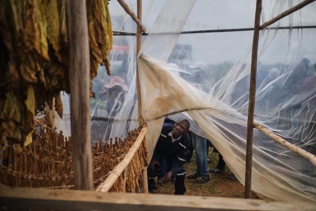 An attendee peeps into a climate smart curing shade during a tobacco field-day training at a farm outside Bulawayo on March 12, 2026. Zimbabwe's tobacco crop -- Africa's largest -- has rebounded to record levels, driven by smallholders contracted to mainly Chinese firms and despite concerns about debt, dependence and deforestation.
From 306 million kilogrammes in 2024, production soared to 355 million kg in 2025, according to the Tobacco Industry and Marketing Board. 
A harvest over 360 million kg is expected this year after a 15 percent increase in the planted area. (Photo by Zinyange Auntony / AFP)