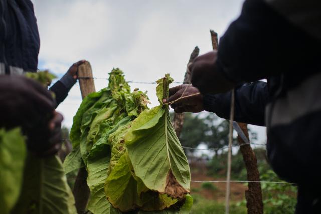 A consultant teaches farmers how to tie tobacco leaves for curing during a tobacco field-day training at a farm outside Bulawayo on March 12, 2026. Zimbabwe's tobacco crop -- Africa's largest -- has rebounded to record levels, driven by smallholders contracted to mainly Chinese firms and despite concerns about debt, dependence and deforestation.
From 306 million kilogrammes in 2024, production soared to 355 million kg in 2025, according to the Tobacco Industry and Marketing Board. 
A harvest over 360 million kg is expected this year after a 15 percent increase in the planted area. (Photo by Zinyange Auntony / AFP)