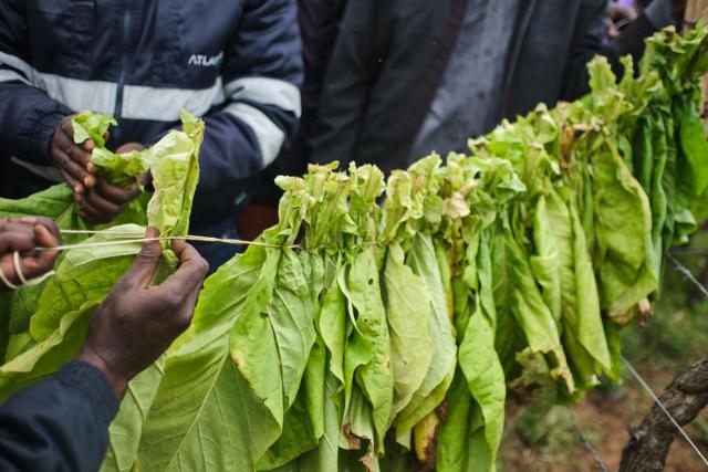 A consultant teaches farmers how to tie tobacco leaves for curing during a tobacco field-day training at a farm outside Bulawayo on March 12, 2026. Zimbabwe's tobacco crop -- Africa's largest -- has rebounded to record levels, driven by smallholders contracted to mainly Chinese firms and despite concerns about debt, dependence and deforestation.
From 306 million kilogrammes in 2024, production soared to 355 million kg in 2025, according to the Tobacco Industry and Marketing Board. 
A harvest over 360 million kg is expected this year after a 15 percent increase in the planted area. (Photo by Zinyange Auntony / AFP)