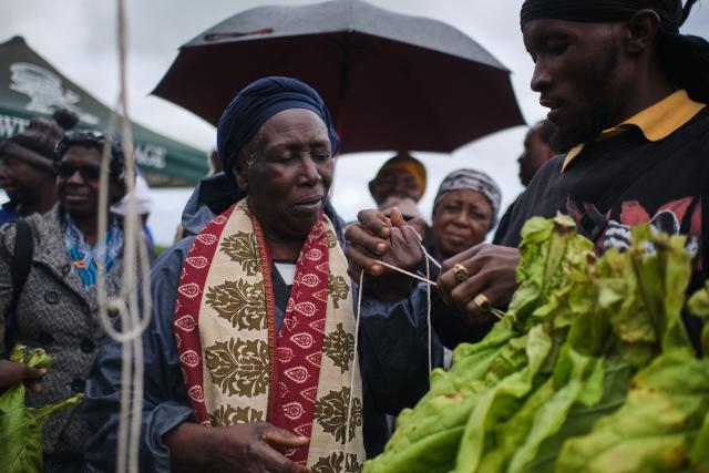 Farmers learn to tie tobacco leaves for curing during a tobacco field-day training at a farm outside Bulawayo on March 12, 2026. Zimbabwe's tobacco crop -- Africa's largest -- has rebounded to record levels, driven by smallholders contracted to mainly Chinese firms and despite concerns about debt, dependence and deforestation.
From 306 million kilogrammes in 2024, production soared to 355 million kg in 2025, according to the Tobacco Industry and Marketing Board. 
A harvest over 360 million kg is expected this year after a 15 percent increase in the planted area. (Photo by Zinyange Auntony / AFP)
