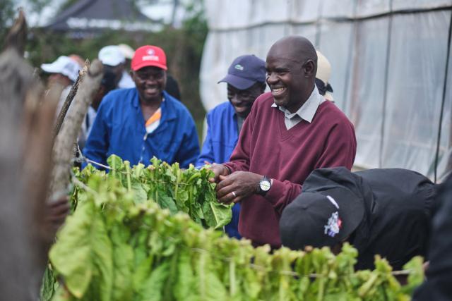 Farmers learn to tie tobacco leaves for curing during a tobacco field-day training at a farm outside Bulawayo on March 12, 2026.ck. Zimbabwe's tobacco crop -- Africa's largest -- has rebounded to record levels, driven by smallholders contracted to mainly Chinese firms and despite concerns about debt, dependence and deforestation.
From 306 million kilogrammes in 2024, production soared to 355 million kg in 2025, according to the Tobacco Industry and Marketing Board. 
A harvest over 360 million kg is expected this year after a 15 percent increase in the planted area. (Photo by Zinyange Auntony / AFP)