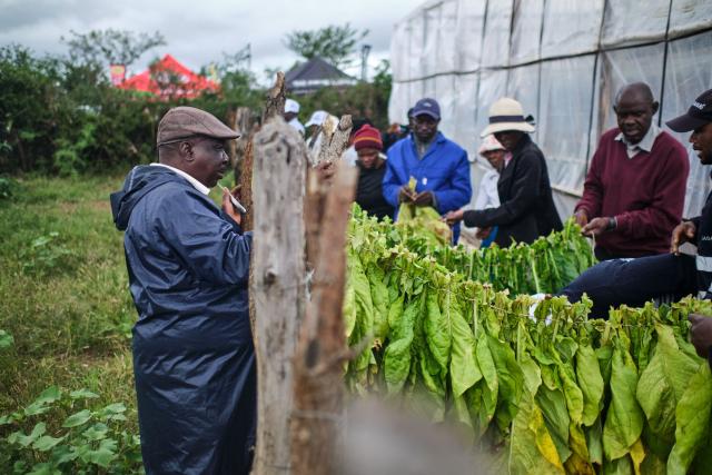 Read Sola (L) looks on as farmers learn to tie tobacco leaves for curing during a tobacco field-day training at a farm outside Bulawayo on March 12, 2026. Zimbabwe's tobacco crop -- Africa's largest -- has rebounded to record levels, driven by smallholders contracted to mainly Chinese firms and despite concerns about debt, dependence and deforestation.
From 306 million kilogrammes in 2024, production soared to 355 million kg in 2025, according to the Tobacco Industry and Marketing Board. 
A harvest over 360 million kg is expected this year after a 15 percent increase in the planted area. (Photo by Zinyange Auntony / AFP)