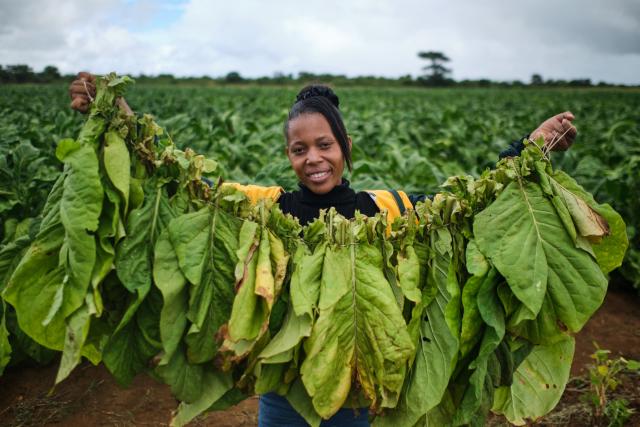 Ayibongwe Mpofu, a student farmer, poses with a bundle of leaves prepared for curing during a tobacco field-day training at a farm outside Bulawayo on March 12, 2026. Zimbabwe's tobacco crop -- Africa's largest -- has rebounded to record levels, driven by smallholders contracted to mainly Chinese firms and despite concerns about debt, dependence and deforestation.
From 306 million kilogrammes in 2024, production soared to 355 million kg in 2025, according to the Tobacco Industry and Marketing Board. 
A harvest over 360 million kg is expected this year after a 15 percent increase in the planted area. (Photo by Zinyange Auntony / AFP)